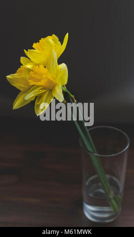 Wassertropfen auf einem einzigen Narzisse in Wasser Glas; auf dunklem Holz Oberfläche Stockfoto