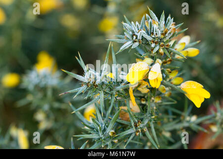 In der Nähe von etwa Frost bedeckt Stechginster (Ulex Europaeus) auf einem Winter morgen in Dorset, Großbritannien Stockfoto