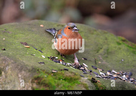 Erwachsene Männchen Buchfink, Fringilla coelebs Essen Samen auf ein Moos bedeckt Stein, England, UK. Stockfoto