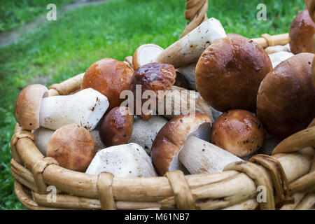 Edle weiße Pilze in einem Weidenkorb Stockfoto