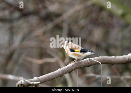 Erwachsene männliche Stieglitz, Carduelis carduelis thront auf einem Zweig, England, UK. Stockfoto