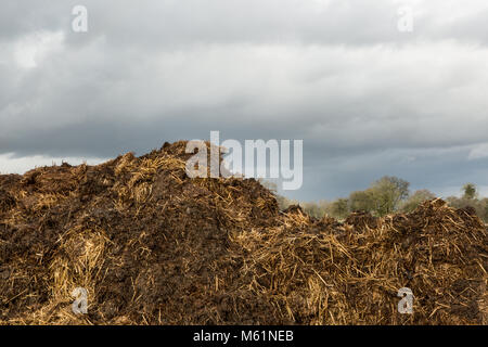 Große Pferdemist Stapel in Feld in Großbritannien Stockfoto