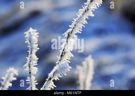 Nahaufnahme von Raureif oder advektion Frost auf einem kleinen Zweig im Winter. Stockfoto