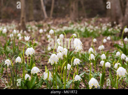 Blumen von Schneeglöpfen Frühling Garten. Сommon Schneeglöckchen (Galanthus nivalis) blüht auf natürlichem grünen Hintergrund. Stockfoto