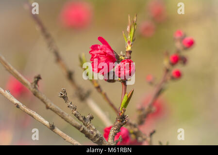 Blossom tree über Natur Hintergrund. Frühling Blumen. Frühling Hintergrund. Selektive konzentrieren. Vintage Filterwirkung Stockfoto