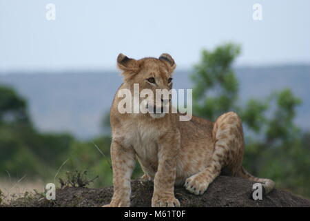 Ein junger Löwe (Panthera leo) Simba im Herzen der Masai Mara in Kenia. Stockfoto