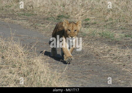 Ein junger Löwe (Panthera leo) Simba im Herzen der Masai Mara in Kenia. Stockfoto