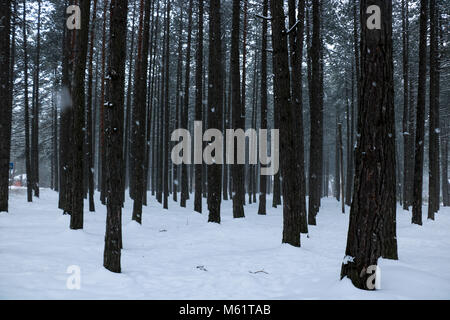 Wald während schneit. Stockfoto