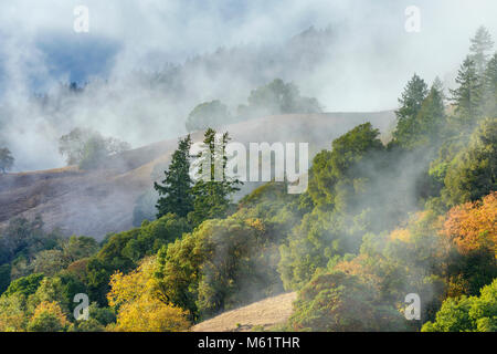 Heben Nebel, Acorn Ranch, Yorkville Highlands, Mendocino County, Kalifornien Stockfoto