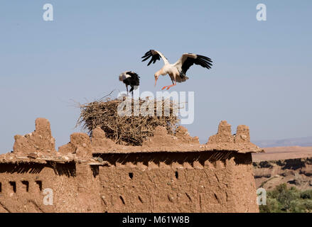 AIT BENHADDOU, Marokko; ein Storch landet auf seinem Nest in einem Turm der Ruine der Kasbah Ait Benhaddou im südlichen Marokko. Das Dorf und die kasbah von eine Stockfoto