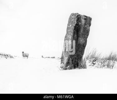 Minimalistische Schwarz-Weiß-Bild von einer verschneiten Winterlandschaft auf der Heide mit Schafen und einem gritstone Monolith Stockfoto