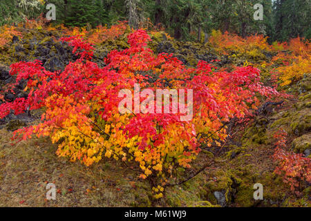 Weinstock Ahorn, Acer circinatum, McKenzie River National Recreation Trail, Willamette National Forest, Oregon Stockfoto