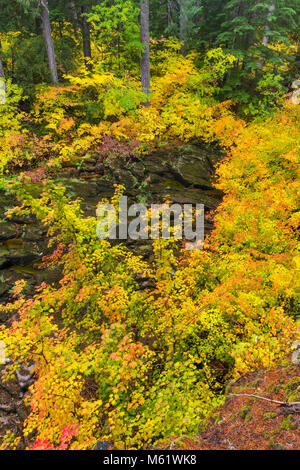 Weinstock Ahorn, Acer circinatum, obere McKenzie River, McKenzie River National Recreation Trail, Willamette National Forest, Oregon Stockfoto