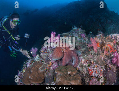 Weibliche Scuba diver Videobänder großen Kraken auf eine sich verschlechternde Coral Reef ausgesetzt. Richelieu Rock, Andaman Sea, Thailand. Dezember, 2017. Stockfoto