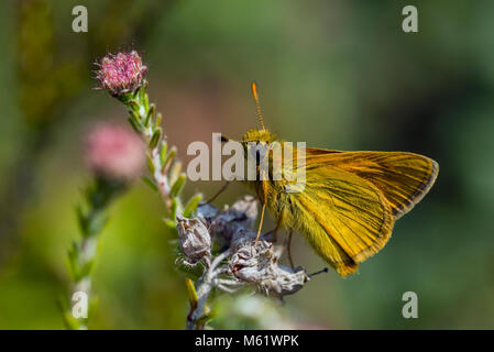 Europäische Skipper (Thymelicus Lineola) Stockfoto