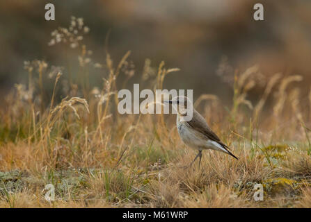 Northern Steinschmätzer (Oenanthe oenanthe), Weibchen auf dem Boden in den Dünen Stockfoto