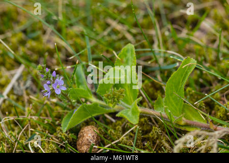 Blühende Heide Ehrenpreis (Veronica Officinalis) Stockfoto