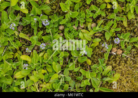 Blühende Heide Ehrenpreis (Veronica Officinalis) Stockfoto