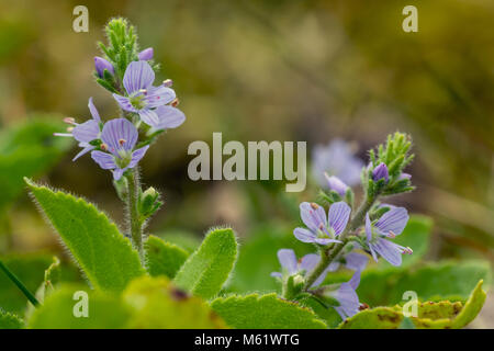 Blühende Heide Ehrenpreis (Veronica Officinalis) Stockfoto