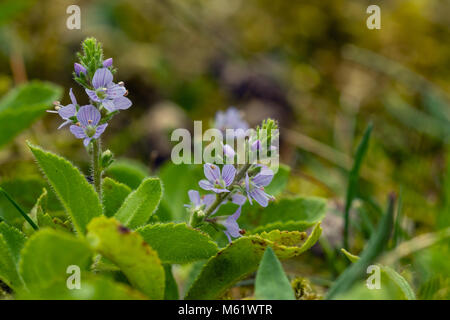 Blühende Heide Ehrenpreis (Veronica Officinalis) Stockfoto