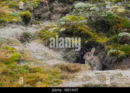 Wilden Europäischen Kaninchen (Oryctolagus cuniculus) sitzt in seiner Höhle in den Dünen Stockfoto