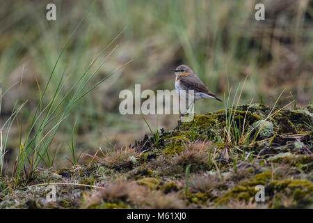 Northern Steinschmätzer (Oenanthe oenanthe), Weibchen auf dem Boden in den Dünen Stockfoto