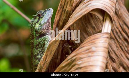 Eidechse mit Stumpf, Calotes Emma auf Banan Leaf, Krabi, Thailand. Stockfoto