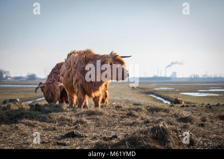 Schottische Hochlandrinder auf holländischen Polder. Natur Park in Holland, Wiesen zwischen den Flüssen, Kanälen, die Pools und den Überlauf. Stockfoto