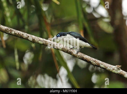 Chabert Vanga (Leptopterus chabert Chabert) Erwachsenen auf dem Zweig mit Beute in Rechnung Analamazaotra Special Reserve, Alaotra-Mangoro, Madagaskar gehockt Stockfoto