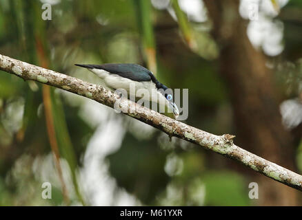 Chabert Vanga (Leptopterus chabert Chabert) Erwachsenen auf dem Zweig mit Beute in Rechnung Analamazaotra Special Reserve, Alaotra-Mangoro, Madagaskar gehockt Stockfoto