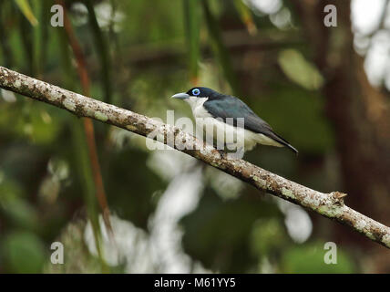 Chabert Vanga (Leptopterus chabert Chabert) Erwachsenen auf dem Zweig Analamazaotra Special Reserve, Alaotra-Mangoro, Madagaskar Oktober gehockt Stockfoto