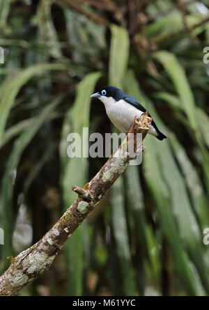 Chabert Vanga (Leptopterus chabert Chabert) Erwachsenen auf dem toten Baumstumpf Analamazaotra Special Reserve, Alaotra-Mangoro, Madagaskar Oktober gehockt Stockfoto