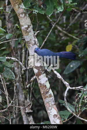 Blue Coua (Coua caerulea) Erwachsenen auf dem Zweig Analamazaotra Special Reserve, Alaotra-Mangoro, Madagaskar Oktober gehockt Stockfoto