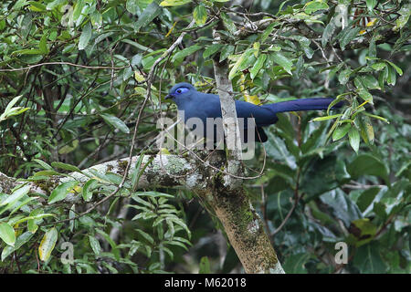 Blue Coua (Coua caerulea) Erwachsenen auf dem Zweig Analamazaotra Special Reserve, Alaotra-Mangoro, Madagaskar Oktober gehockt Stockfoto