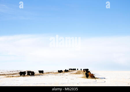 Prairie Landschaft im Winter Saskatchewan Kanada Rinder Stockfoto