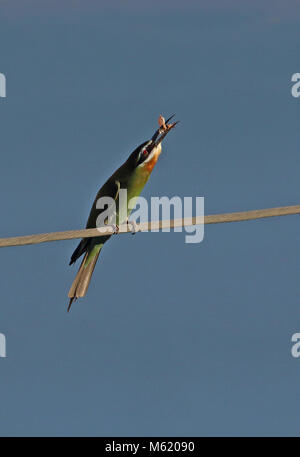 Olivenöl Bienenfresser (Merops superciliosus Superciliosus) Erwachsenen thront über Power Line essen Motte Mahajanga, Madagaskar November Stockfoto