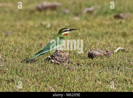 Olivenöl Bienenfresser (Merops superciliosus Superciliosus) Erwachsenen stehen auf Vieh-mist Ifaty, Madagaskar November Stockfoto