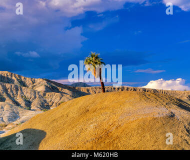 Una Palma, Anza-Borrego Desert State Park, San Diego County, Kalifornien Stockfoto