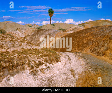 Una Palma, Anza-Borrego Desert State Park, San Diego County, Kalifornien Stockfoto