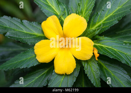 Gelb Erle, Strandöga (Turnera ulmifolia) Stockfoto