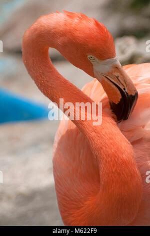 Karibik Flamingo (Phoenicopterus ruber), Dolphin Academy und Tierpark, Curacao, Niederländische Antillen, Karibik Stockfoto