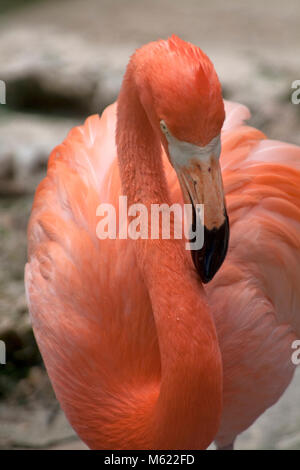 Karibik Flamingo (Phoenicopterus ruber), Dolphin Academy und Tierpark, Curacao, Niederländische Antillen, Karibik Stockfoto