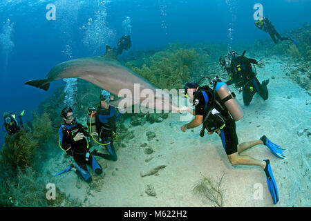 Taucher und Große Tümmler (Tursiops truncatus) Caribbean Coral Reef, Curacao, Niederländische Antillen, Karibik, Karibik Stockfoto