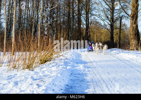 Mädchen reiten auf Schlitten durch die Sibirische Schlittenhunde gezogen. Schlittenhunde husky Sport Rodeln mit Hundeschlitten auf Skiern genutzt. Sport Rennen mit Tieren im Schlitten Stockfoto