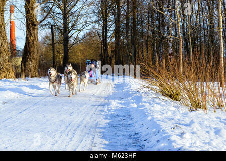 Mädchen reiten auf Schlitten durch die Sibirische Schlittenhunde gezogen. Schlittenhunde husky Sport Rodeln mit Hundeschlitten auf Skiern genutzt. Sport Rennen mit Tieren im Schlitten Stockfoto