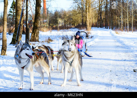 Mädchen reiten auf Schlitten durch die Sibirische Schlittenhunde gezogen. Schlittenhunde husky Sport Rodeln mit Hundeschlitten auf Skiern genutzt. Sport Rennen mit Tieren im Schlitten Stockfoto