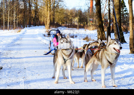 Mädchen reiten auf Schlitten durch die Sibirische Schlittenhunde gezogen. Schlittenhunde husky Sport Rodeln mit Hundeschlitten auf Skiern genutzt. Sport Rennen mit Tieren im Schlitten Stockfoto