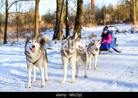 Mädchen reiten auf Schlitten durch die Sibirische Schlittenhunde gezogen. Schlittenhunde husky Sport Rodeln mit Hundeschlitten auf Skiern genutzt. Sport Rennen mit Tieren im Schlitten Stockfoto