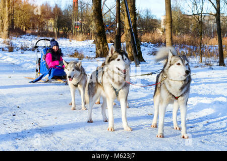 Mädchen reiten auf Schlitten durch die Sibirische Schlittenhunde gezogen. Schlittenhunde husky Sport Rodeln mit Hundeschlitten auf Skiern genutzt. Sport Rennen mit Tieren im Schlitten Stockfoto