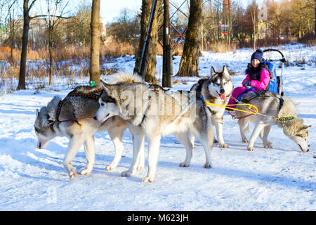 Mädchen reiten auf Schlitten durch die Sibirische Schlittenhunde gezogen. Schlittenhunde husky Sport Rodeln mit Hundeschlitten auf Skiern genutzt. Sport Rennen mit Tieren im Schlitten Stockfoto